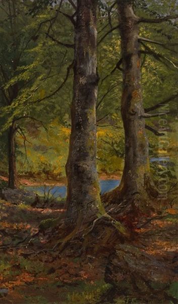Forest - view 1