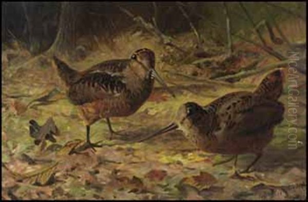 Woodcock In The Forest - view 1