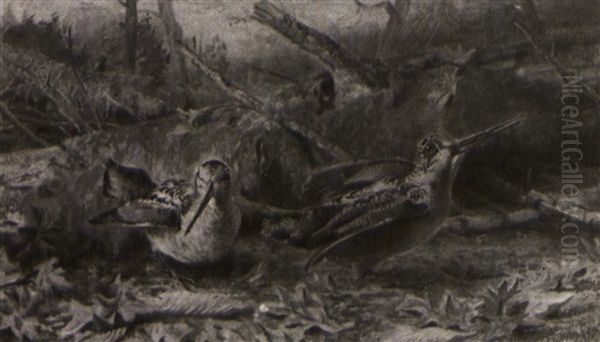Woodcocks In The Forest - view 1