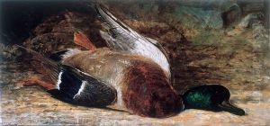 Study Of A Duck Study Of A Duck
