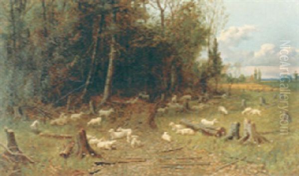 Flock Of Sheep By Forest Edge - view 1