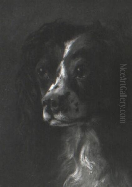 Portrait Of A Spaniel - view 1