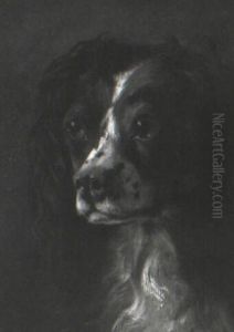 Portrait Of A Spaniel by Thomas Mower Martin