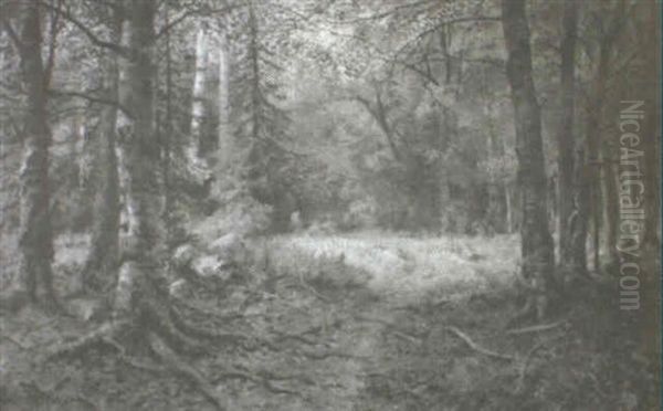 View Of The Pathway Through The Forest - view 1
