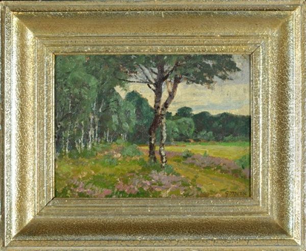 Waldlichtung Mit Birken Am Wegrand - view 1