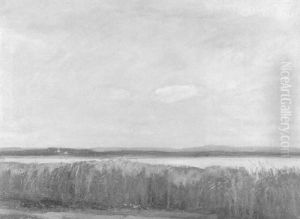 Seeuferlandschaft Mit Schilffeldern