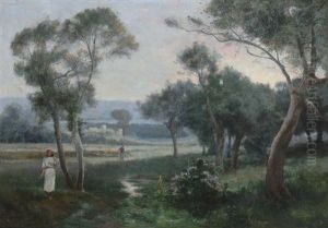 Nordafrikanischer Olivenhain In Der Dammerung