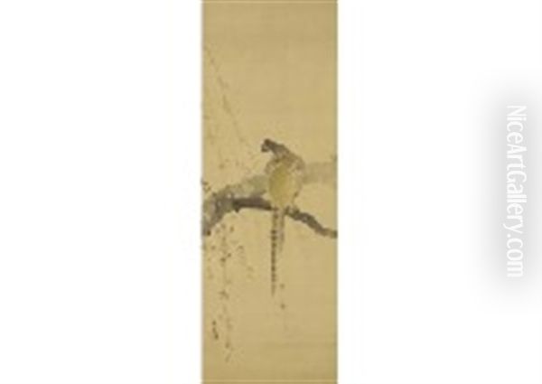 Green Pheasant - view 1
