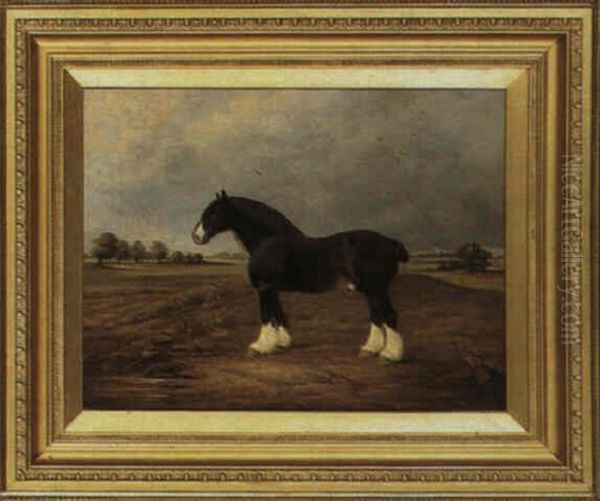 A Shire Horse - view 1