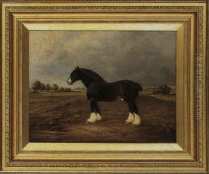 A Shire Horse
