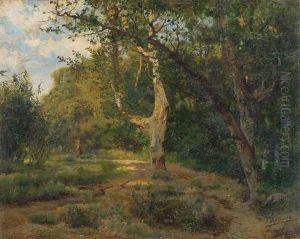 Sonnige Waldlandschaft Mit Spaziergangerin