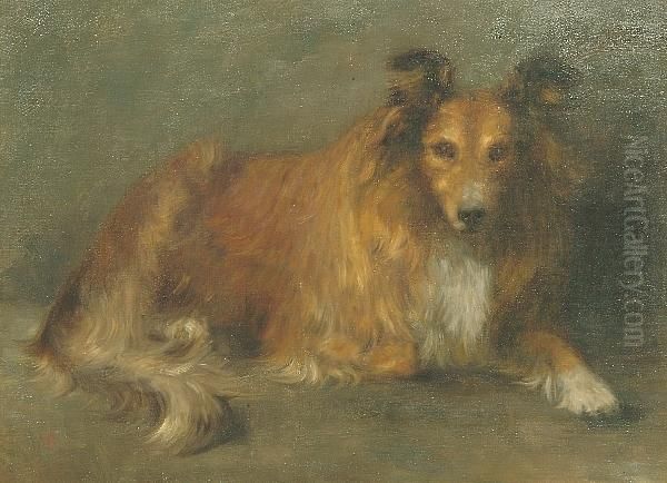 Study Of A Collie - view 1