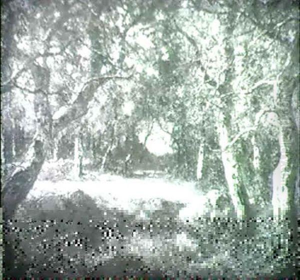 A Pond In The Forest - view 1