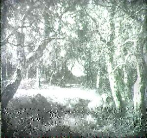A Pond In The Forest
