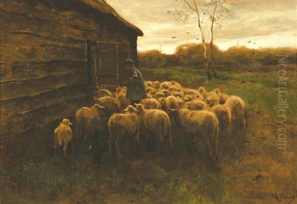 Sheep Feeding - view 1