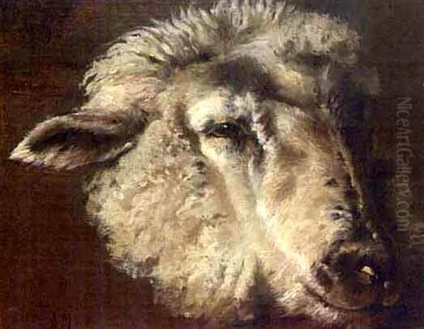 Sheep Head - view 1
