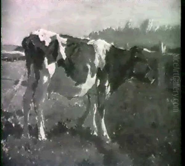 Lone Cow In A Field - view 1