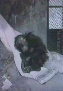 Orang-utan-baby Auf Einer Decke Schlafend Orang-utan-baby Auf Einer Decke Schlafend