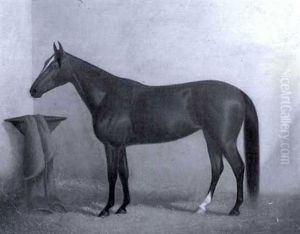 Portrait Of A Horse In A Stable by James J. Mcauliffe