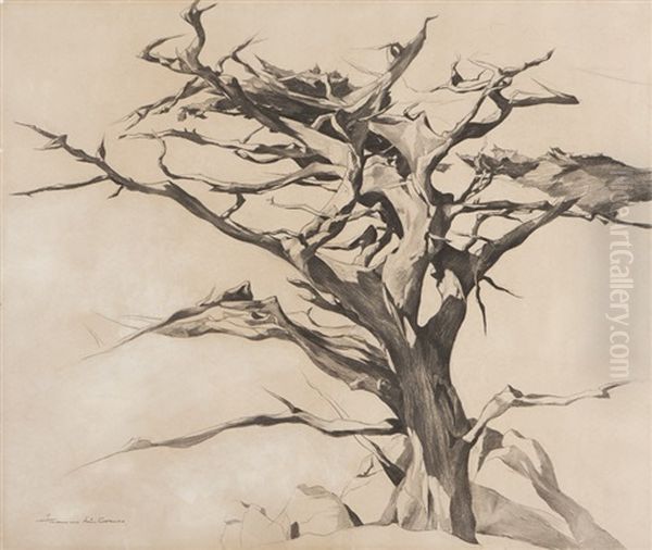 Old Witch Tree On 17 Mile Drive, Monterey Peninsula, Ca - view 1
