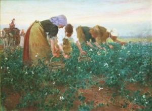 Gathering Beans