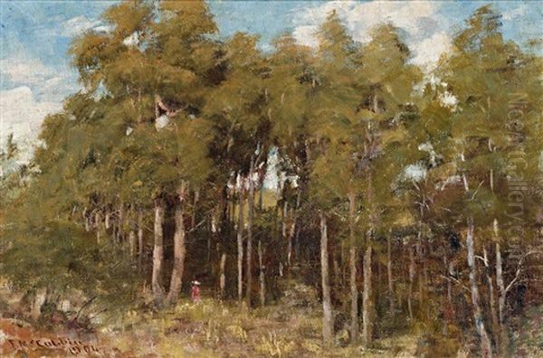 A Mountain Clearing, Macedon - view 1