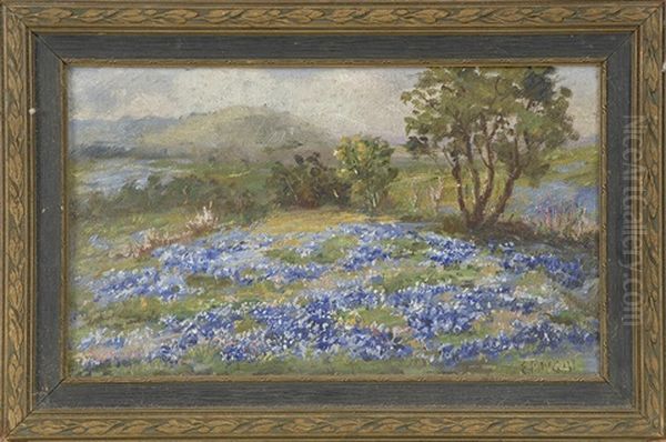Field Of Bluebonnets - view 1