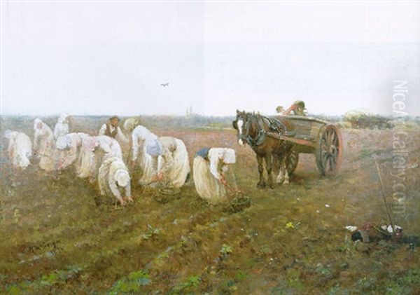 Clearing Potato Field - view 1