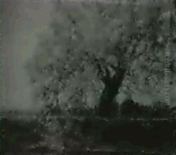 The Old Willow - view 1