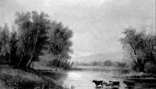 Cows Watering In A River - view 1