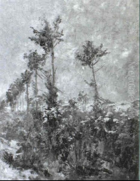 Junge Allee In Ginsterlandschaft - view 1