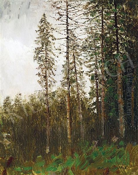 Pine Forest - view 1