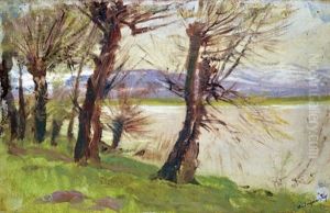 Willow Trees On The Coast
