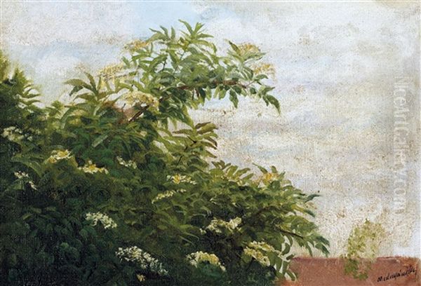 Elder Busch - view 1