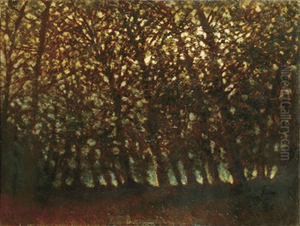 Forest In Autumn Light - view 1