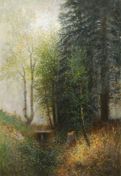 Forest - view 1