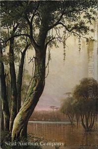 Cypress On The Bayou