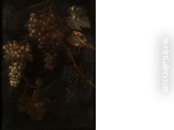 A Vine Of Grapes - view 1