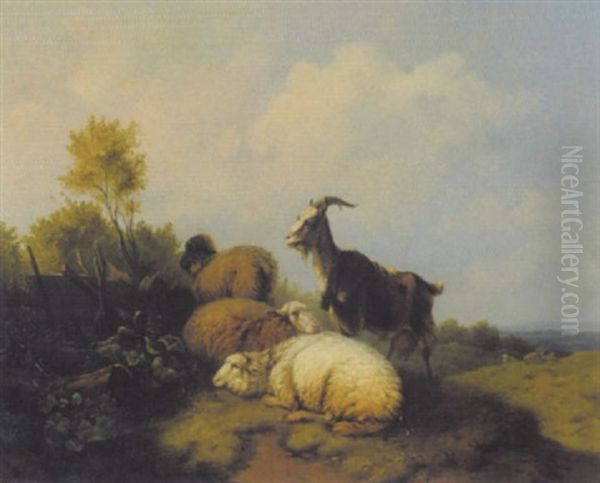 Schafe Und Ziege Auf Der Weide - view 1