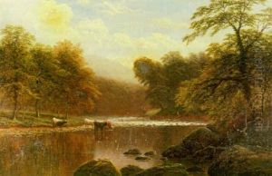 Cattle Watering In A Mountainous River Landscape, North Wales