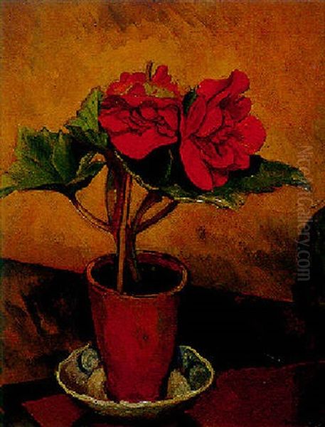 Begonias - view 1