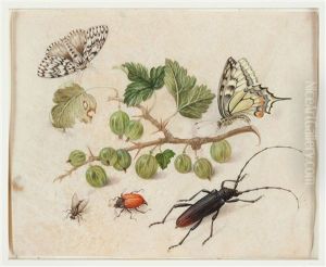 Farfalle, Insetti E Uva Spina by Maria Sybilla Merian