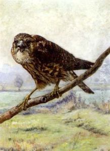 Rapace Sur Une Branche Rapace Sur Une Branche