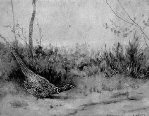 Le Faisan En Colere by Edouard Paul Merite