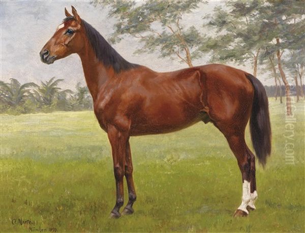 Stolzer Hengst - view 1