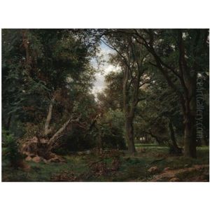 Forest Clearing