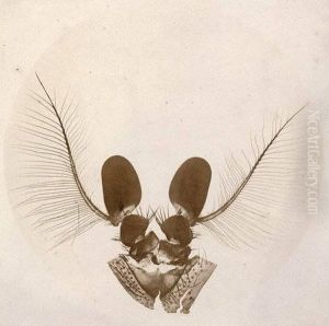 Antennes Du Moucheron Volucelle (gross 4000 Fois) by Auguste Adolphe Bertsch
