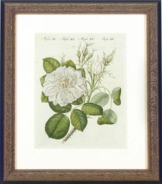 Roses - view 1