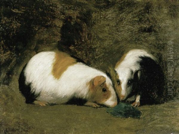 Twee Cavia's - view 1