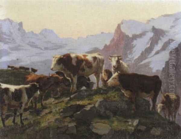 Kuhherde Auf Alp Bei Abendstimmung - view 1